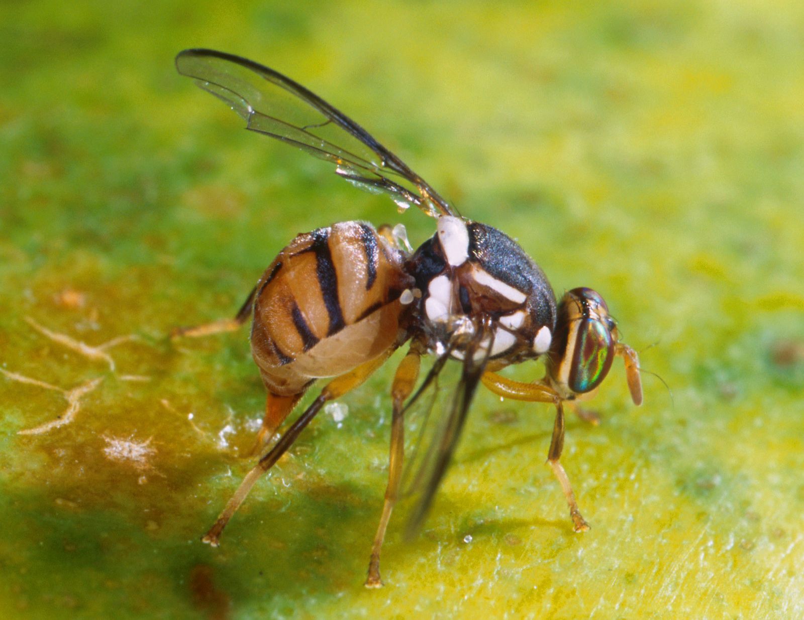 파파야 껍질에 산란관을 꽂은 오리엔탈과실파리(Bactrocera dorsalis) 암컷 — 측면