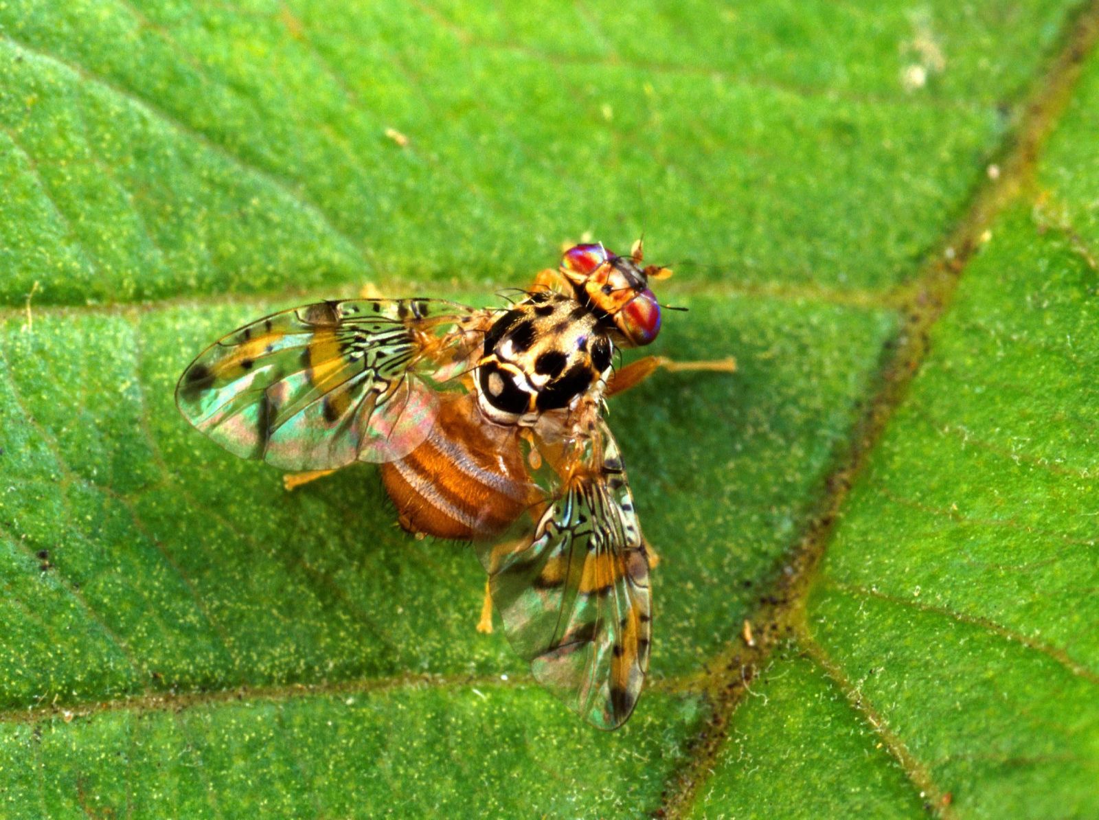 잎 위에 날개를 펴고 앉은 지중해과실파리(Ceratitis capitata) 성충 — 등면